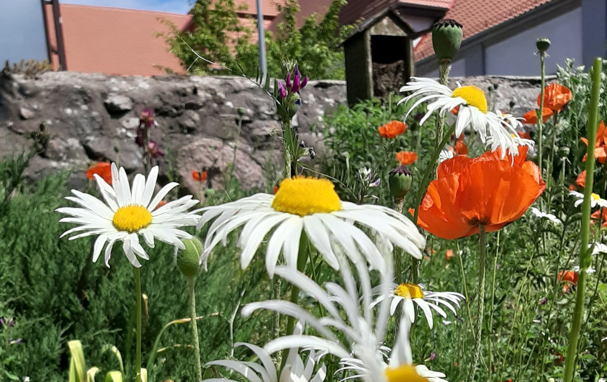 Kwiaty w&nbsp;Szkole Podstawowej nr 1 w&nbsp;Drawsku Pomorskim