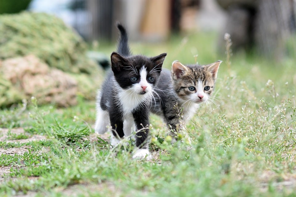 cats-8105667_960_720