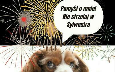 Zdjęcie do Pomyśl zanim strzelisz