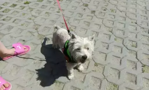 Zdjęcie do Poszukujemy właścicieli lub nowych opiekun&oacute;w