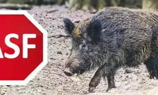 Zdjęcie do Ważna informacja w związku z wystąpieniem afrykańskiego pomoru świń.