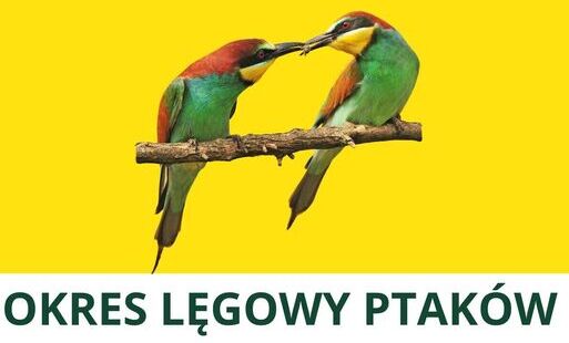 Zdjęcie do Komunikat - rozpoczyna się okres lęgowy ptak&oacute;w !!!