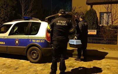 Zdjęcie do Ranny ptak trafił do Strażnik&oacute;w Miejskich 