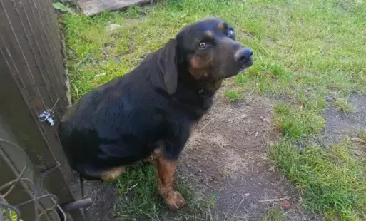 Zdjęcie do Piesek potrzebuje domu!