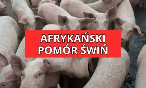 Zdjęcie do Rozporządzenie nr 33/2025 Wojewody Zachodniopomorskiego z dnia 25 września 2025 r. w sprawie zwalczania afrykańskiego pomoru świń na terenie powiatu choszczeńskiego, powiatu drawskiego oraz powiatu stargardzkiego.