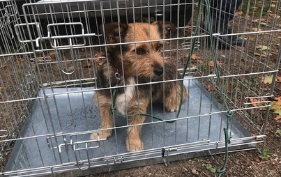 Zdjęcie do Poszukujemy właściciela lub nowego właściciela dla psa znalezionego w Drawsku Pomorskim